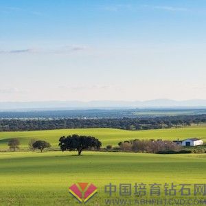 Diamond Foundry 斥资 8 亿美元在西班牙开设工厂